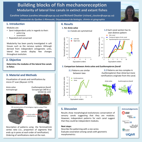(PDF) Building blocks of fish mechanoreception: Modularity of lateral ...