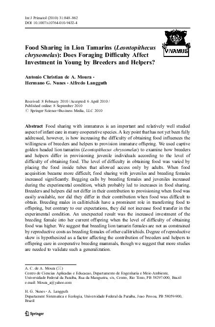 Golden lion tamarin picture