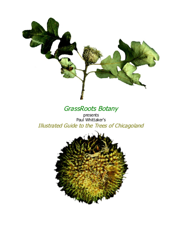 (PDF) An Illustrated Guide to the Trees of Chicagoland (summary)