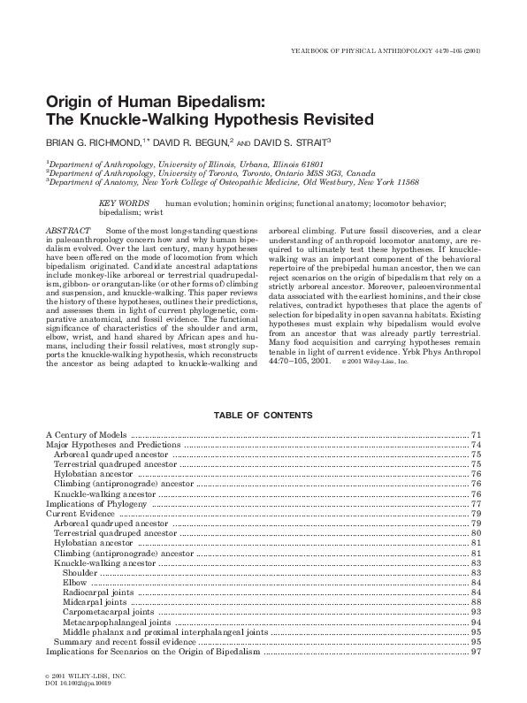Skeletal changes associated with bipedalism picture