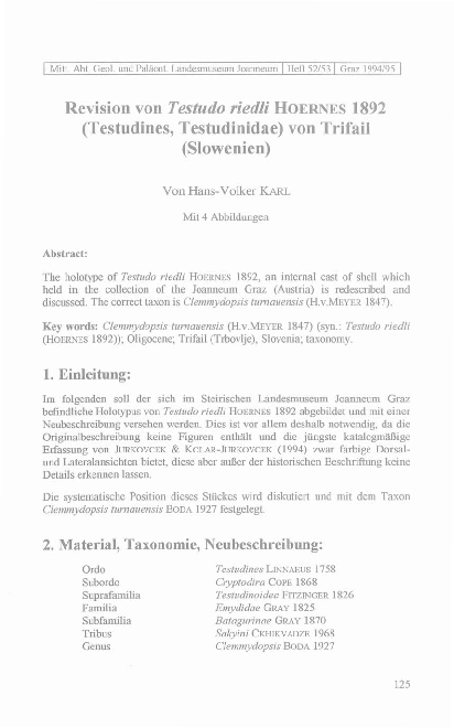 Essay about sea turtles image