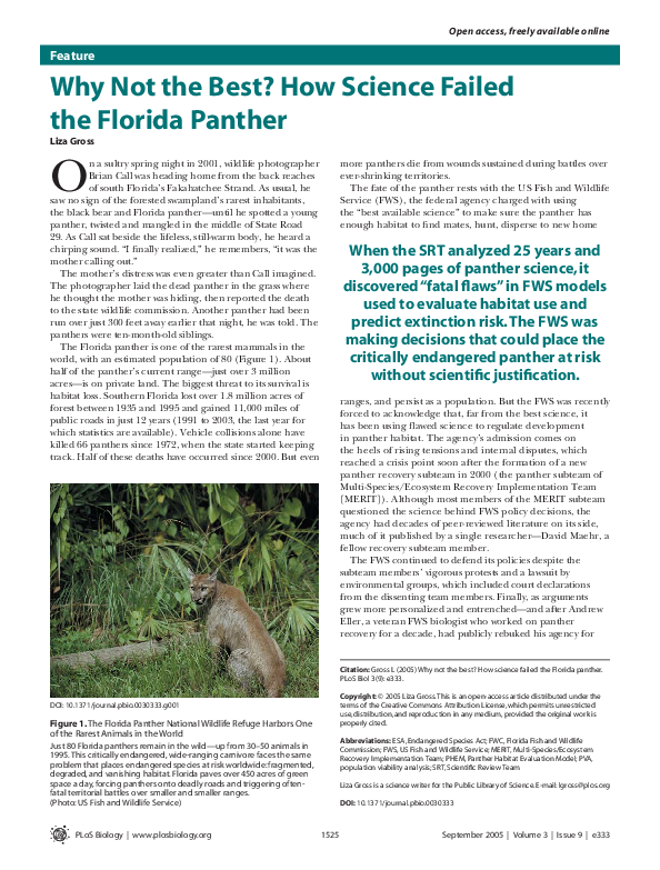 Florida panther essay image