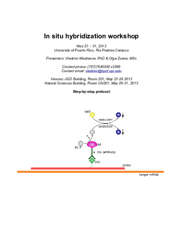 (PDF) In situ hybridization protocol Vladimir Mashanov