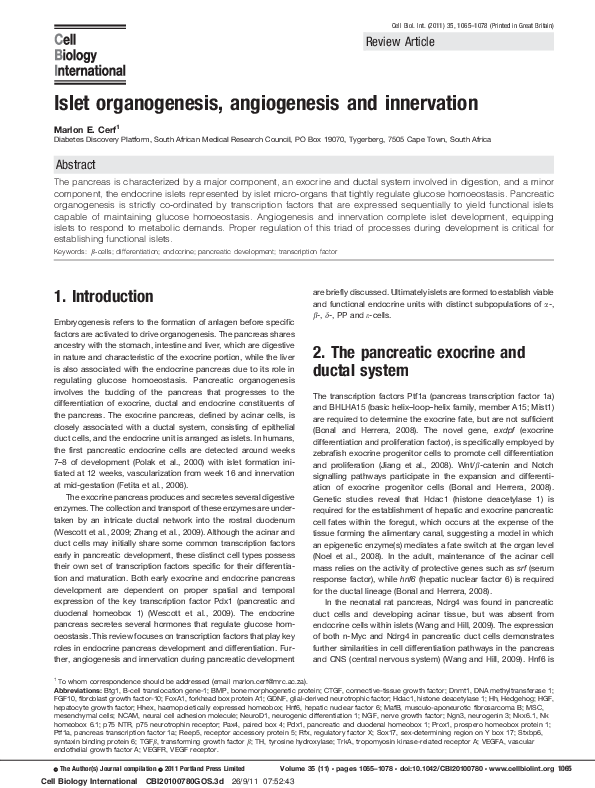 (PDF) Islet organogenesis, angiogenesis and innervation
