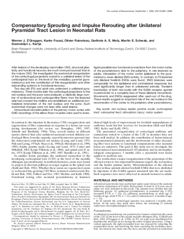 (PDF) Compensatory Sprouting and Impulse Rerouting after Unilateral ...