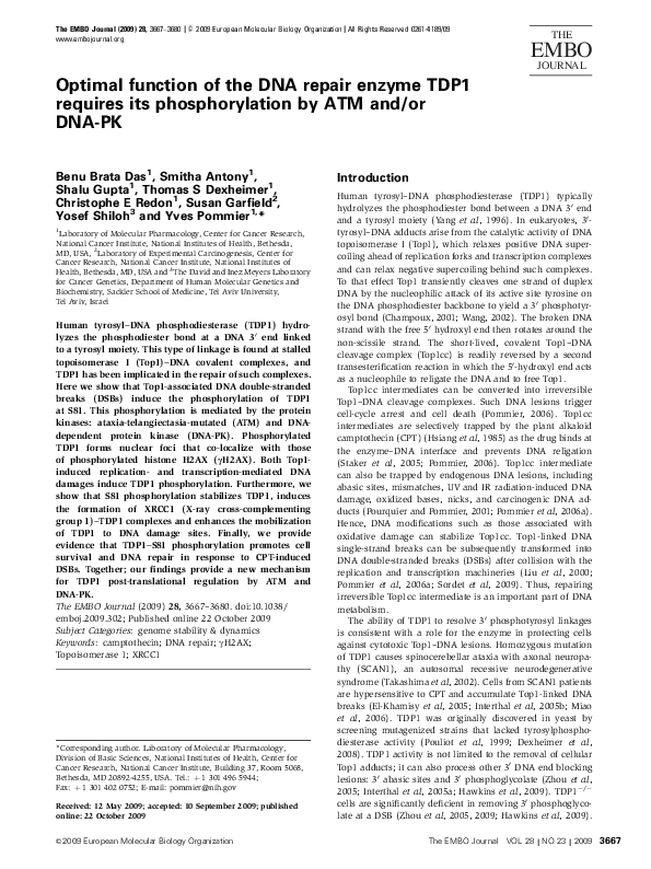 (PDF) Optimal function of the DNA repair enzyme TDP1 requires its ...