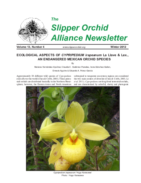 Cypripedium essay 05 image