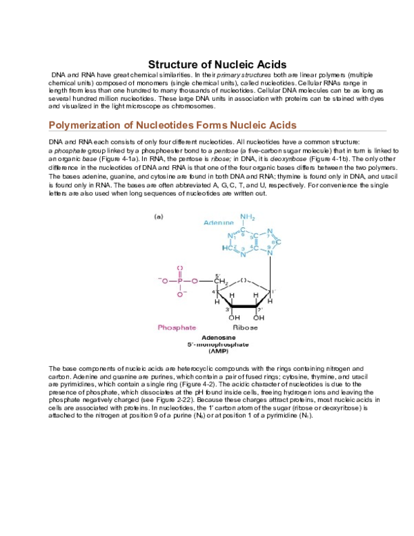 (DOC) Structure of Nucleic Acids