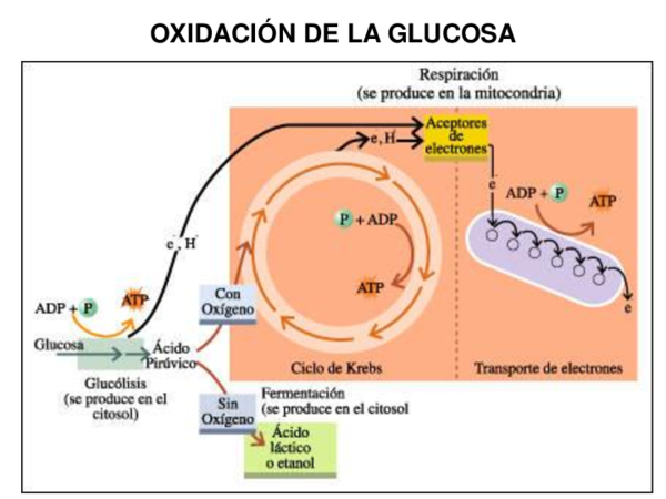 Que Es La Oxidacion De La Glucosa