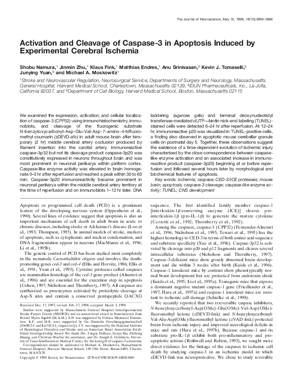 (PDF) Activation and Cleavage of Caspase3 in Apoptosis Induced by ...