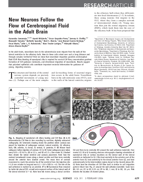 (PDF) New Neurons Follow the Flow of Cerebrospinal Fluid in the Adult Brain