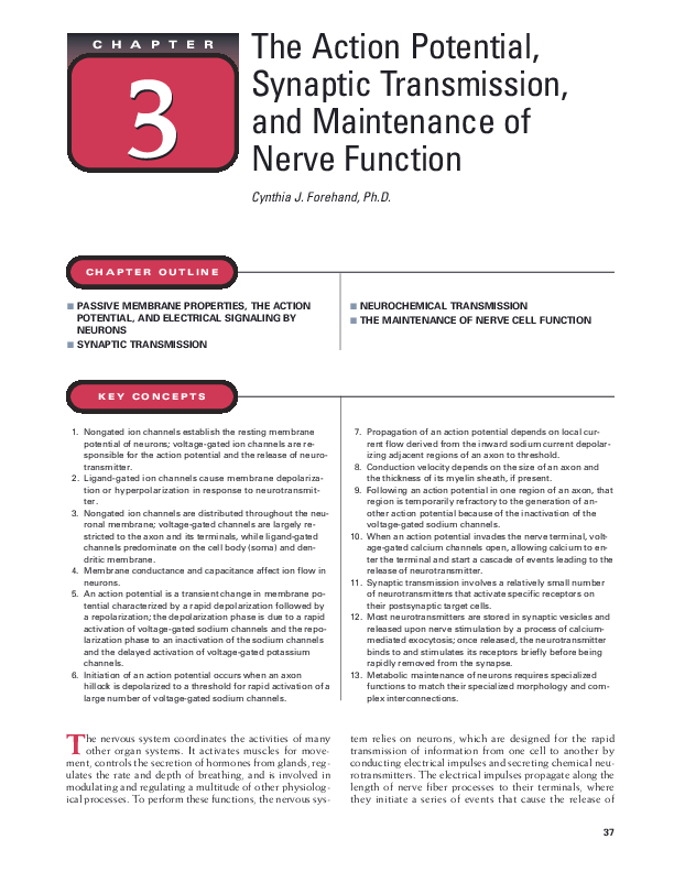 Neurotransmitter essay image