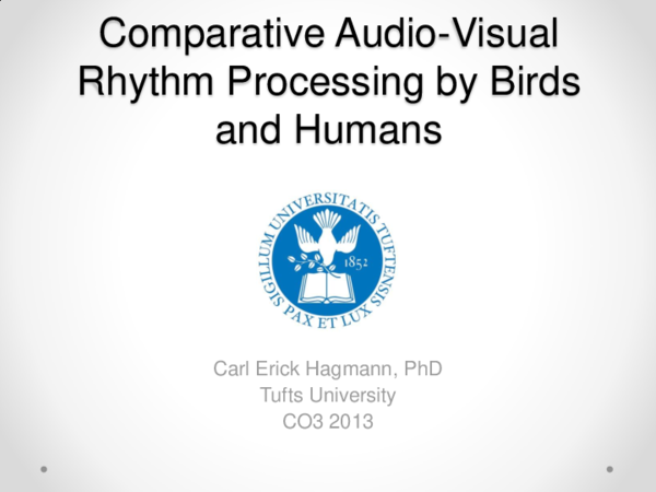 (PPT) Comparative Audio-Visual Rhythm Processing by Birds and Humans ...