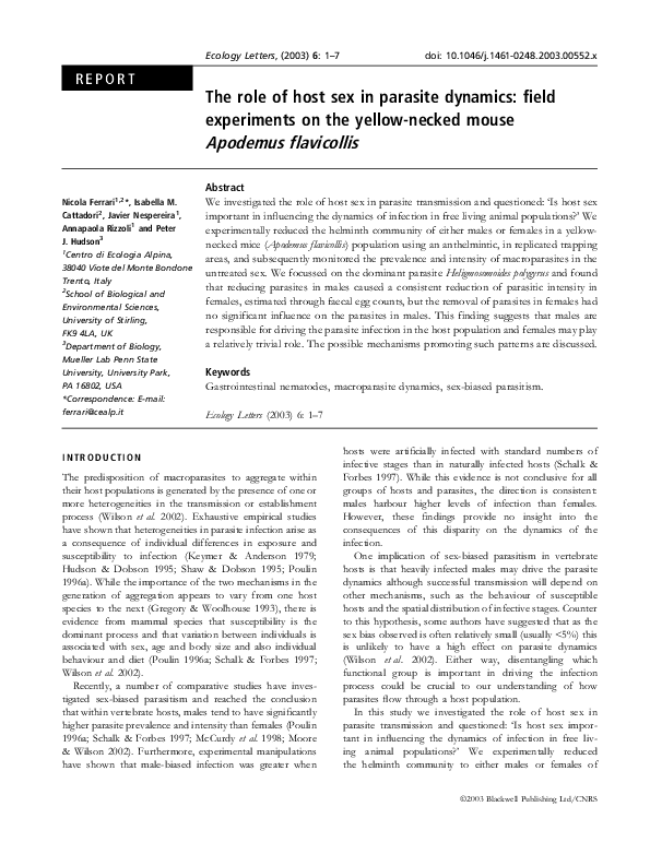 Nespereira essay image