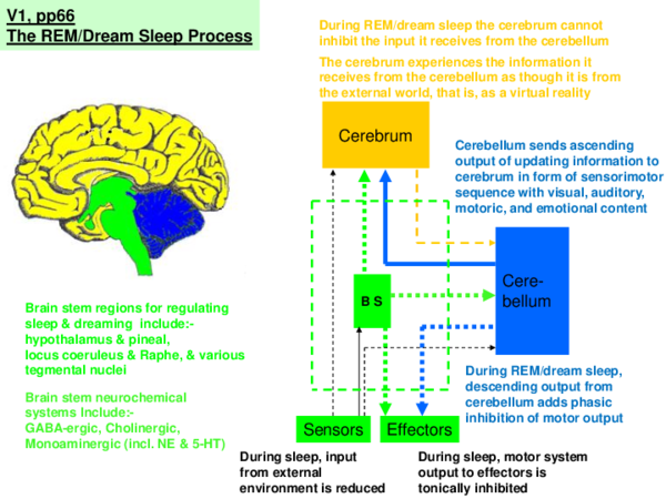 (PPT) Dream Sleep and the Brain: a power point summary