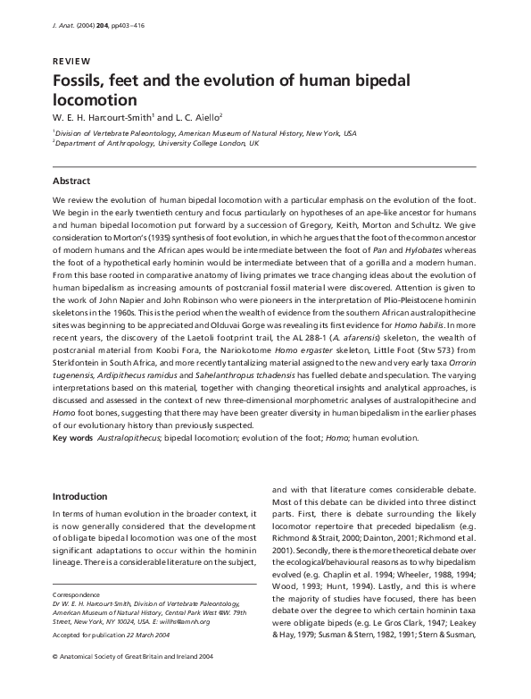 (PDF) Fossils, feet and the evolution of human bipedal