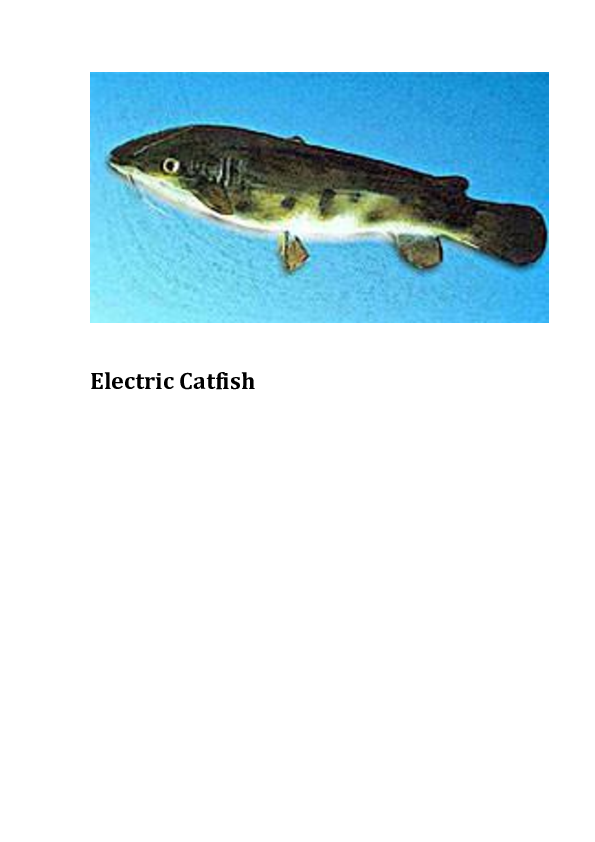(DOC) Electric Catfish Äh Kã Academia.edu