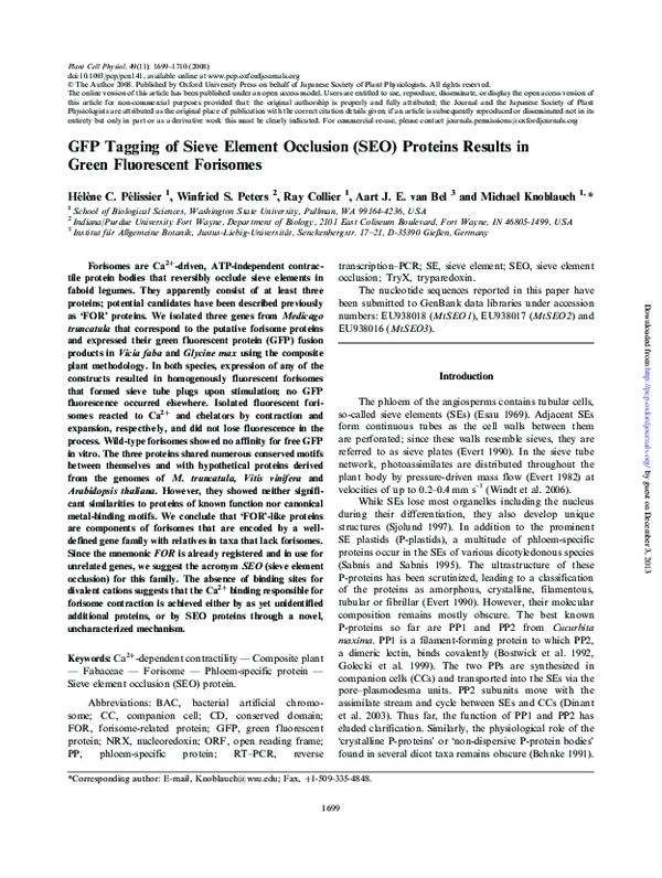 (PDF) GFP Tagging of Sieve Element Occlusion (SEO) Proteins Results in