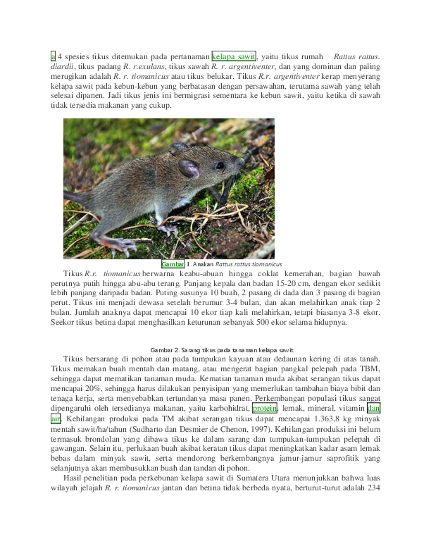 (DOC) Tikus rattus tiomanicus
