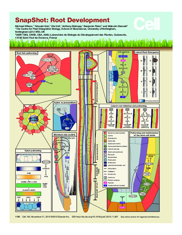 (PDF) Snapshot: Root Development