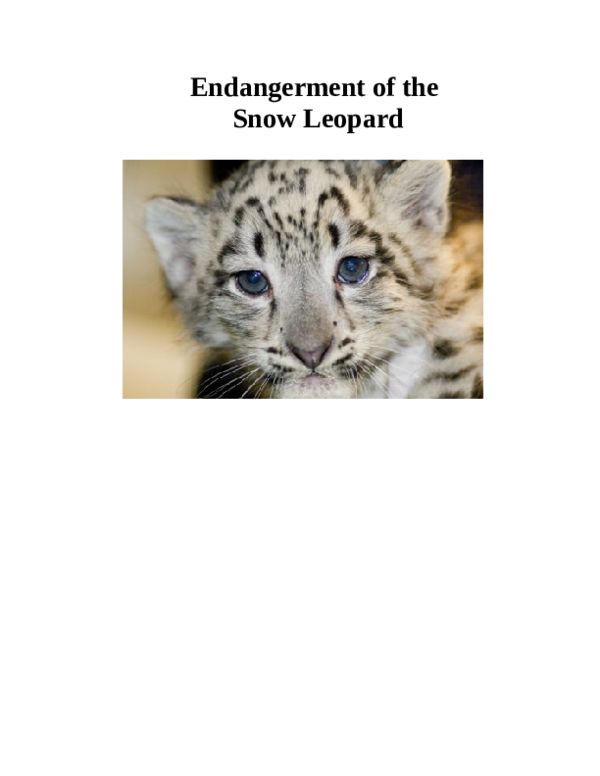 Snow leopard for kids image