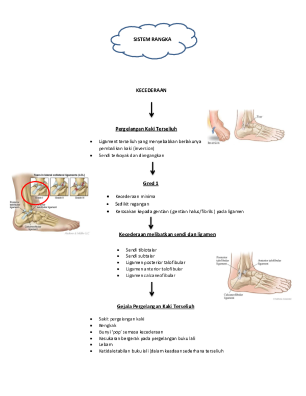 Doc The Skeletal System ÙÙØ± Ø§ÙØ§ÙÙÙØ§ Ø²Ø§ÙÙÙÙ Academia Edu