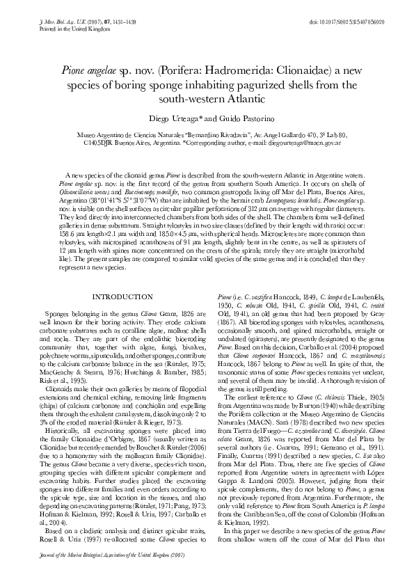 (PDF) Pione angelae sp. nov. (Porifera: Hadromerida: Clionaidae) a new ...