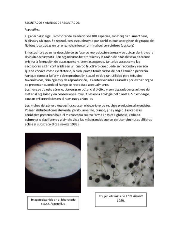 Hongos essay 05 picture