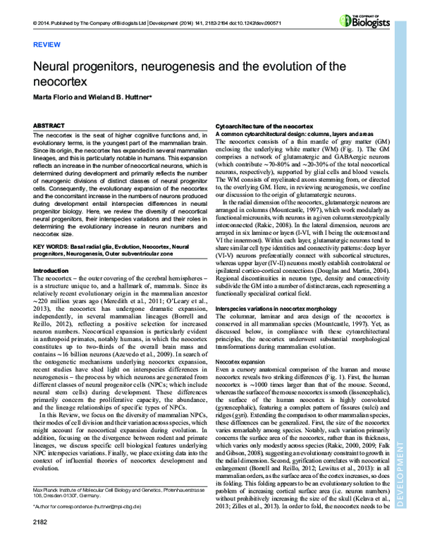 (PDF) Neural progenitors, neurogenesis and the evolution of the neocortex