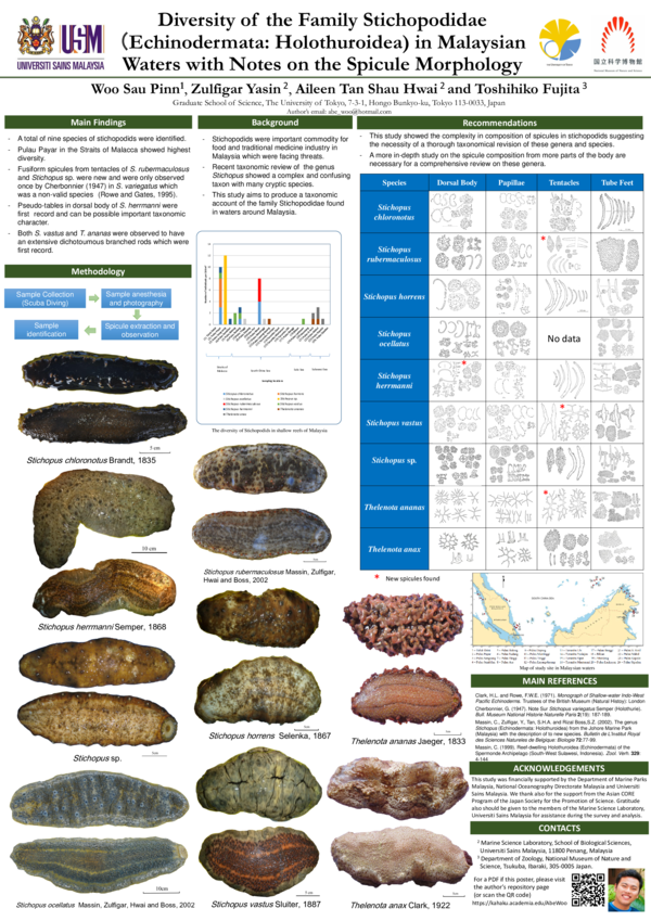 (PDF) Diversity of sea cucumbers of the family Stichopodidae