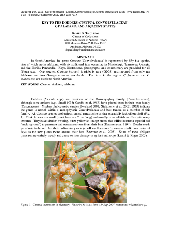 Dodder essay 08 picture