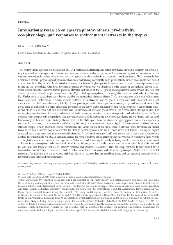 Study about cassava picture