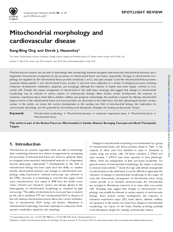 (PDF) Mitochondrial morphology and cardiovascular disease