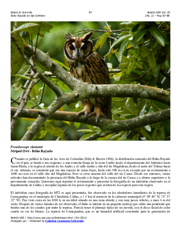 (PDF) Boletin SAO - Búho Rayado en Caldas