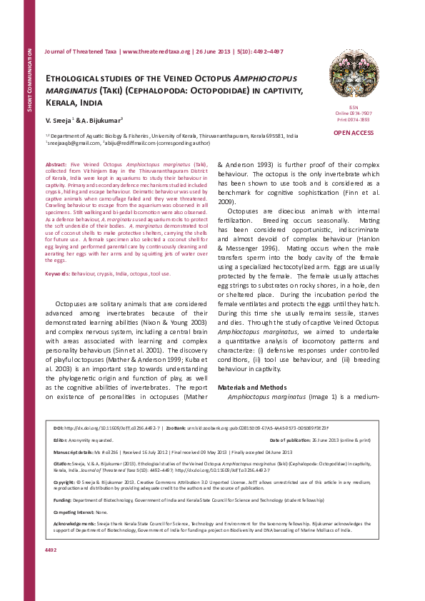 (PDF) Ethological studies of the Veined Octopus Amphioctopus marginatus ...