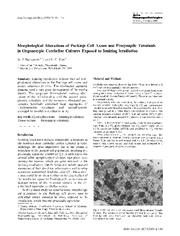 (PDF) Morphological Alterations of Purkinje Cell Axons and Presynaptic ...