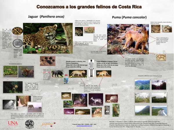 (PDF) Conozcamos a los Grandes Felinos de Costa Rica | Francisco