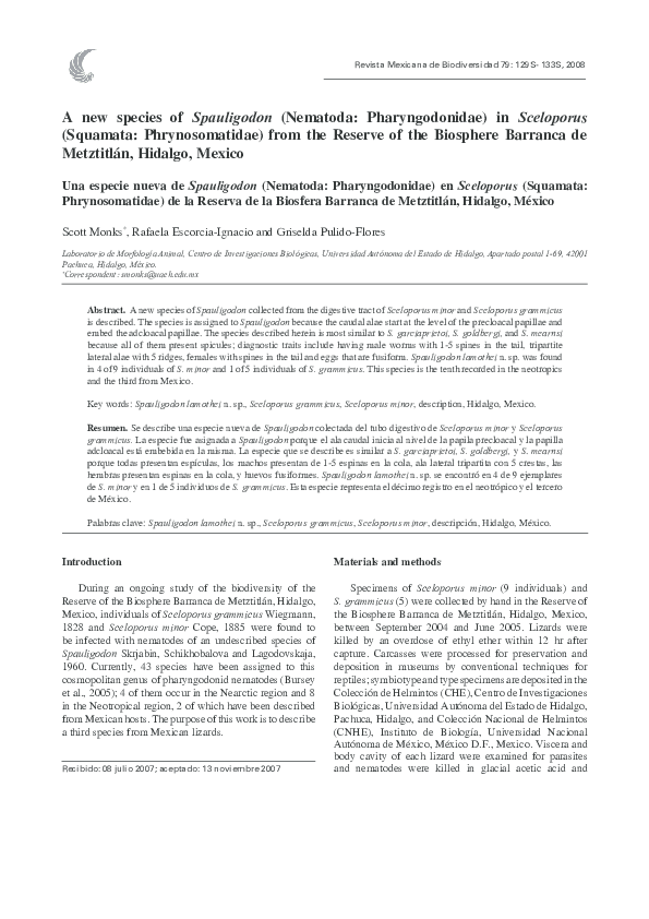 Phrynosomatidae skip essay 02 picture