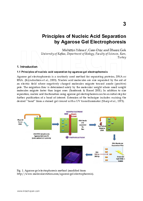 Uses of 2d gel electrophoresis picture