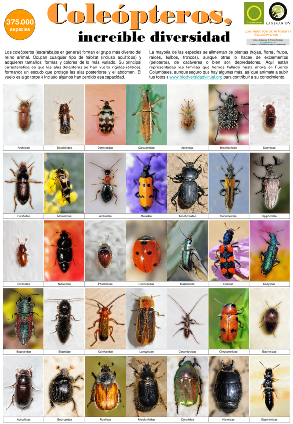 (PDF) Insects in my orchard: Coleoptera