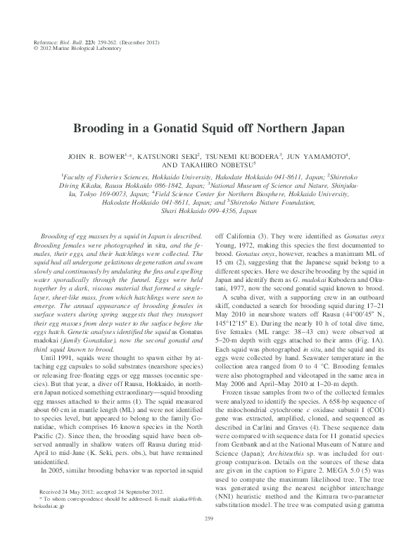 (PDF) Brooding in a Gonatid Squid off Northern Japan