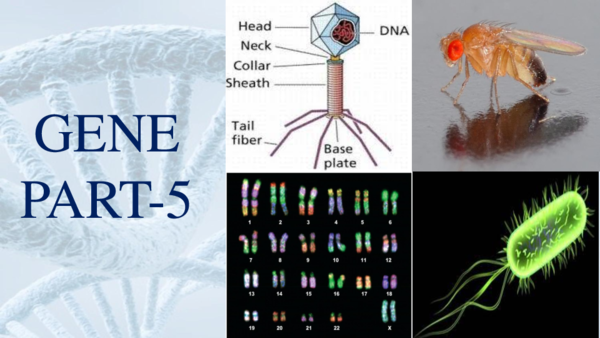 (PPT) Genes part 1