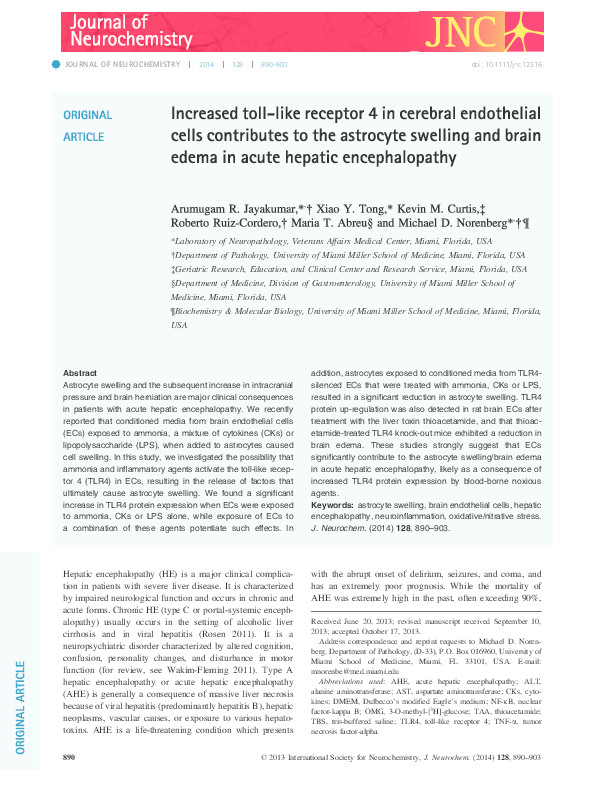 Endothelial cells structure picture
