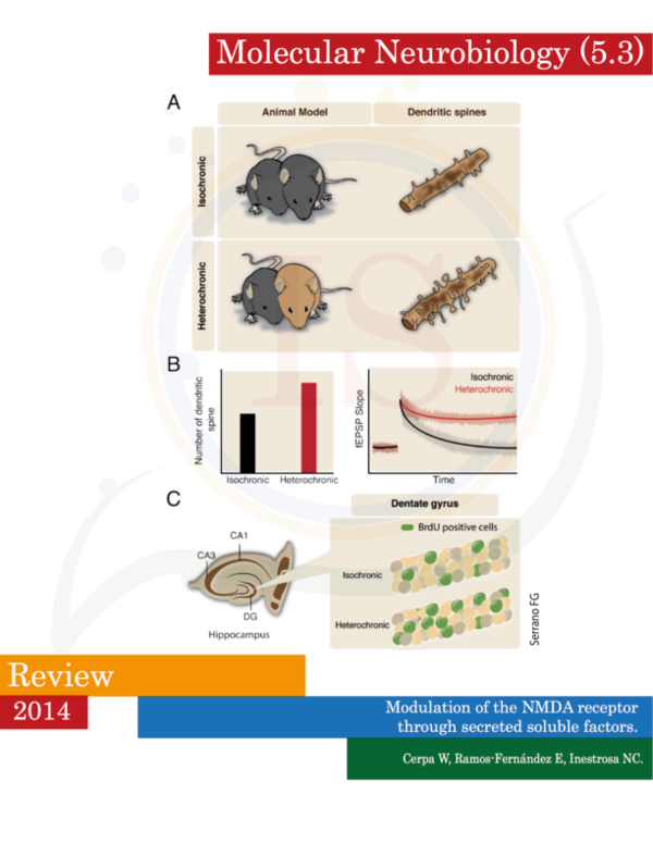 (PDF) Modulation of the NMDA Receptor Through Secreted Soluble Factors.