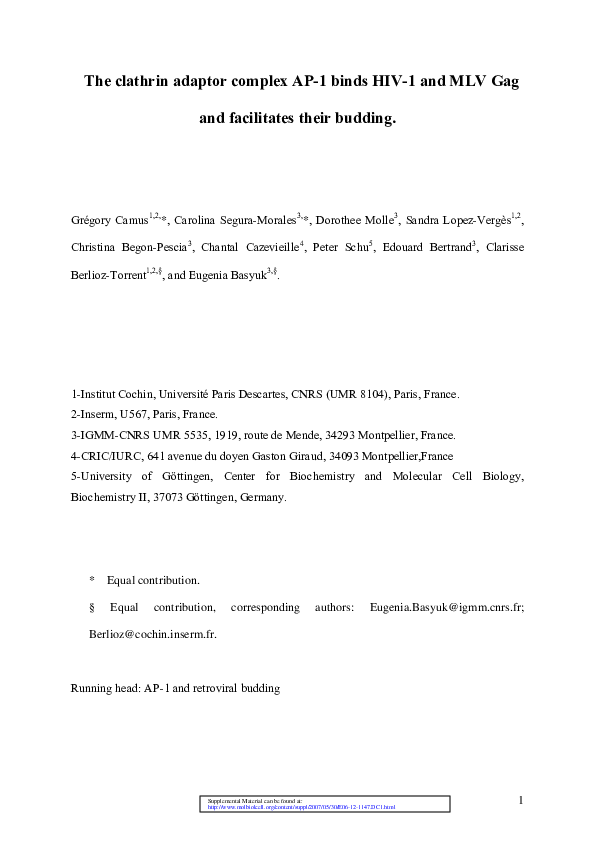 (PDF) The Clathrin Adaptor Complex AP1 Binds HIV1 and MLV Gag and ...