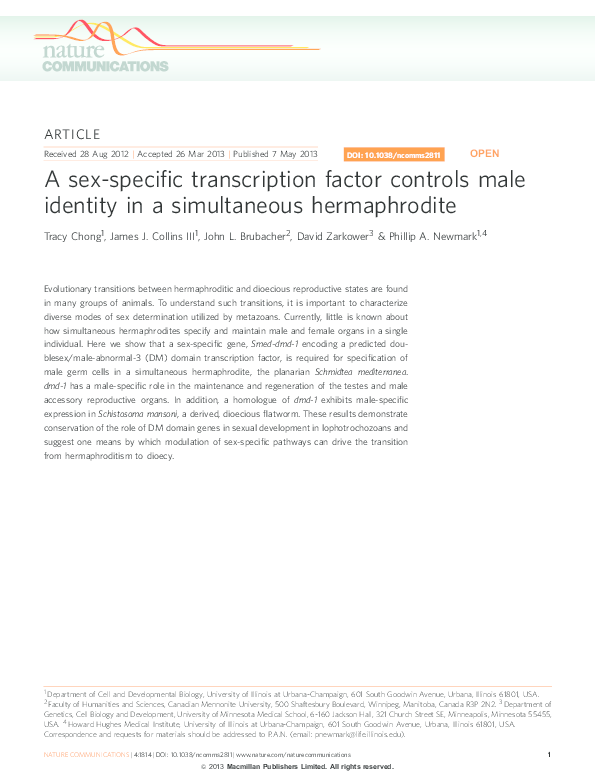 A sexspecific transcription factor controls male identity in a