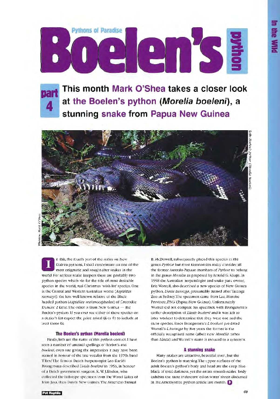 Pythons of Paradise Part 4. Boelen's python