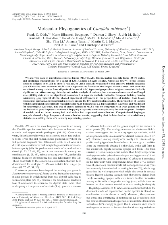 Candida essays 03 image