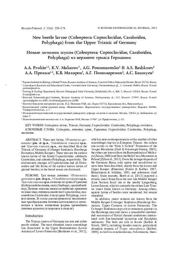 New beetle larvae (Coleoptera Coptoclavidae, Caraboidea, Polyphaga