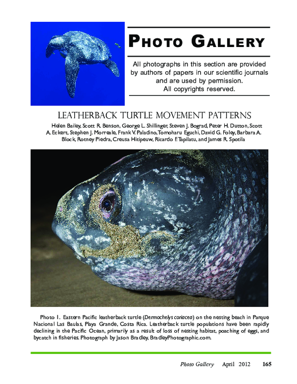 (PDF) LEATHERBACK TURTLE MOVEMENT PATTERNS